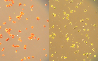 Does Magnetic Particle Size Matter?